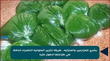 بشرى للمزارعين والمنزلية.. طريقة تخزين الملوخية الخضراء تحافظ على طزاجتها لأطول فترة